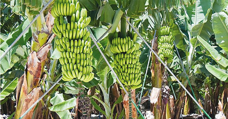 केराको उत्पादन राम्रो तर बजारभाउ कमजोर, किसान मर्कामा