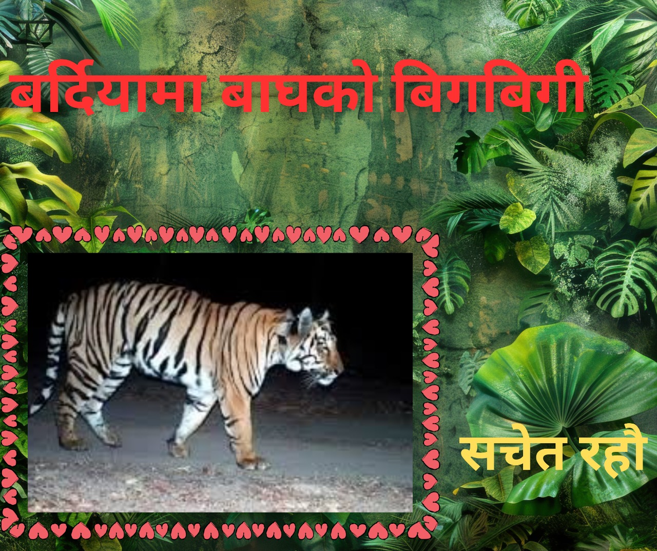 बर्दियामा बाघको आतङ्क स्थानीय बासिन्दा त्रासमा