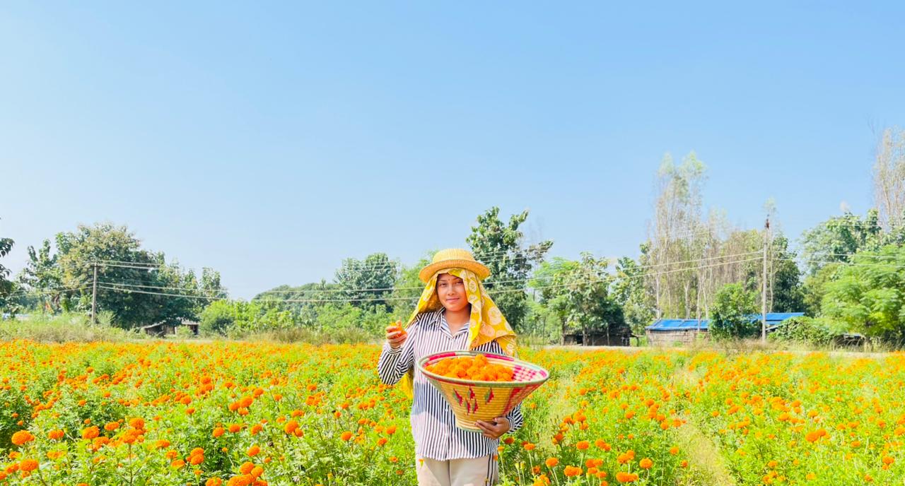 खैरीकी पार्वती थारूको फूल खेतीमा सफलता गुलरियाको महिला आत्मा निर्भर बन्ने उदाहण