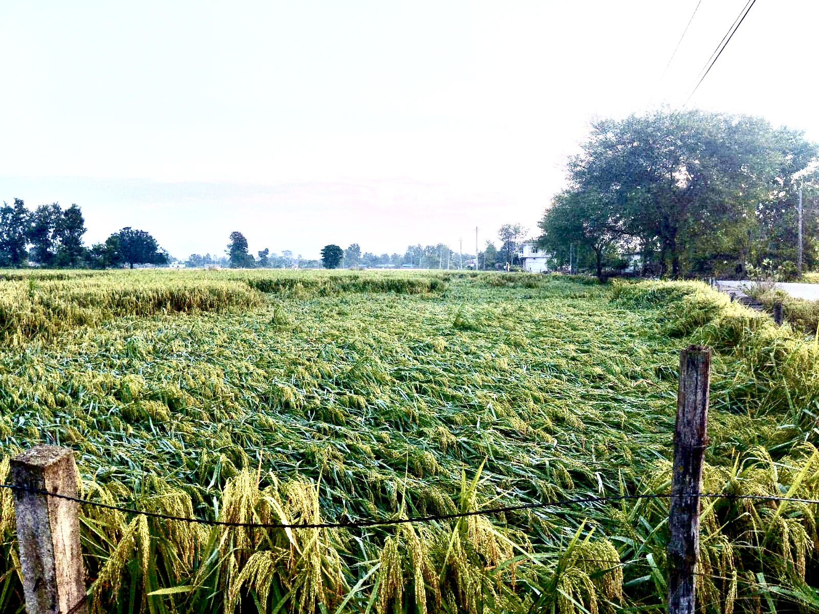 पाक्ने क्रममा रहेको धान हावाहुरीले ढाल्दा किसान चिन्तित