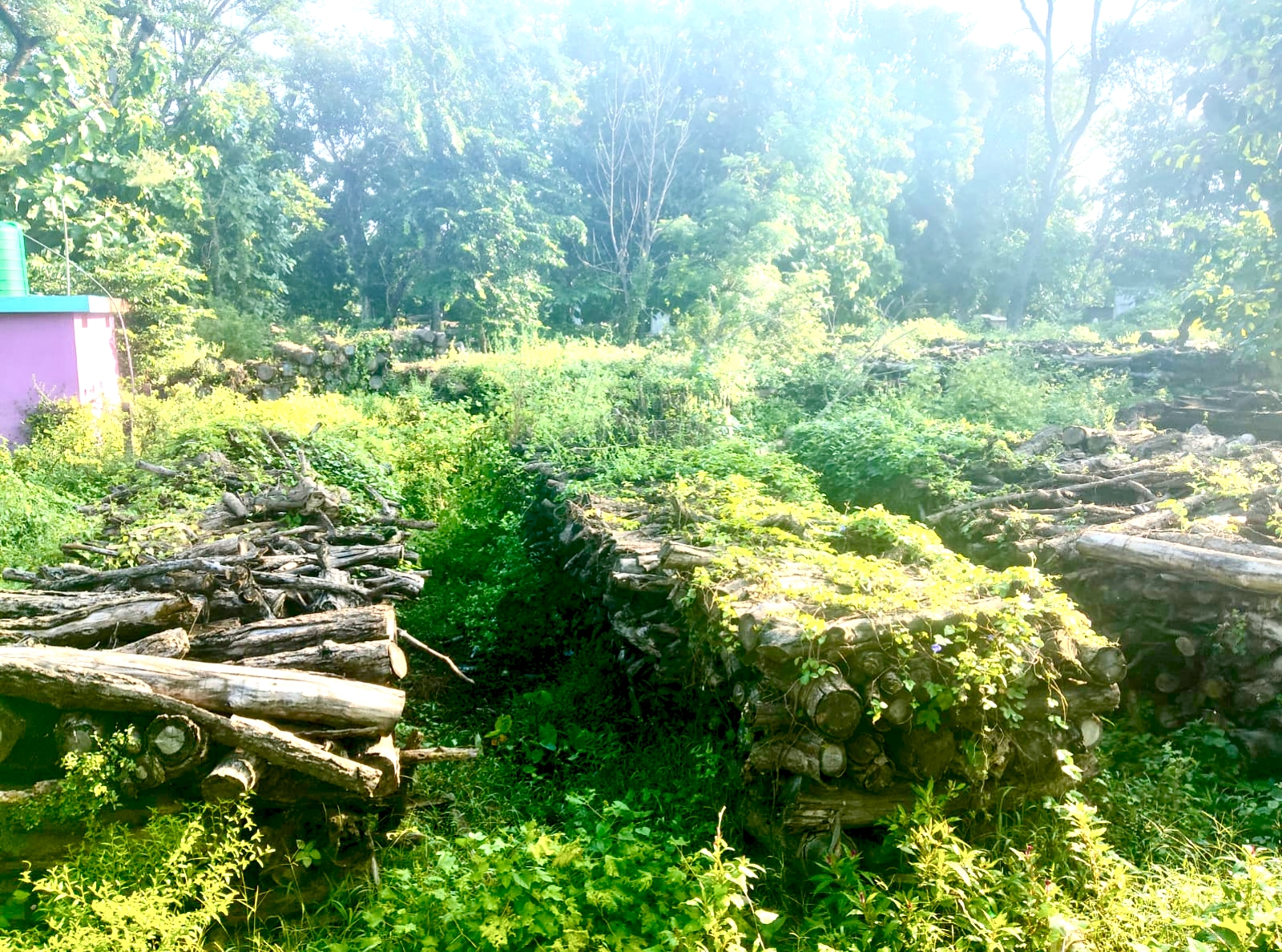 हुलाकी राजमार्ग निर्माणमा काटिएका रुख कुहिँदै, राज्यको सम्पत्ति जोखिममा