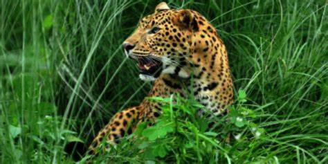 बर्दियामा चितुवाको आक्रमणबाट महिलाको मृत्यु